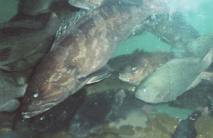 博多 アラ(クエ)料理