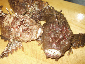 ���F�ł�����